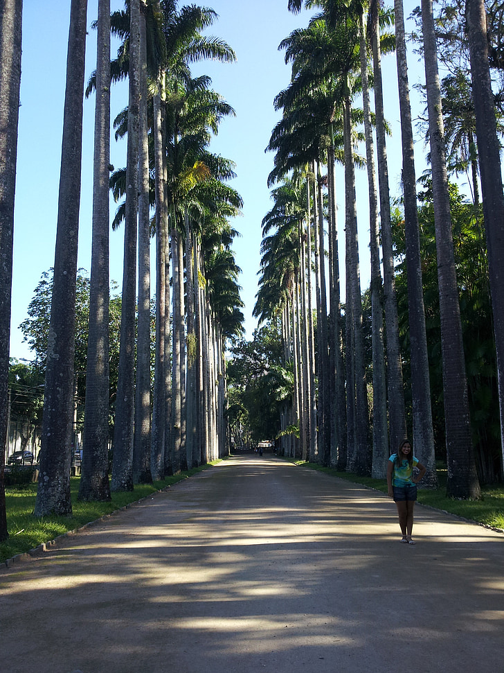 Rio, Jardim botanico, Botanická zahrada, Royal palms parkway, Majestic, obrovské, unikátní
