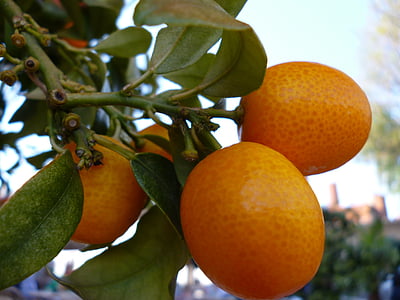 Orangenbaum, Früchte, Anlage, Obst, Zitrusfrüchte, Essen, Baum