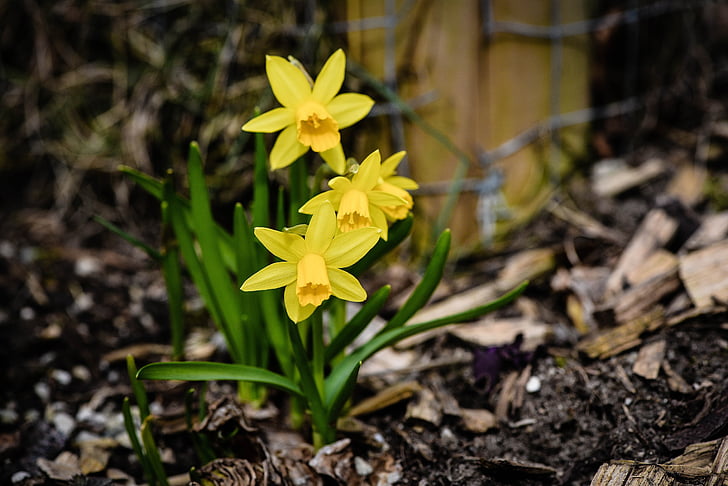 daffodils, spring flowers, yellow flowers, incomplete, flower, yellow, spring