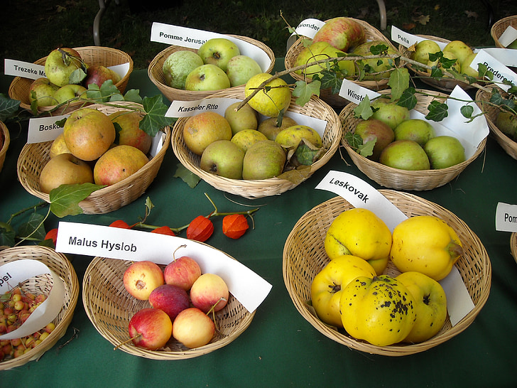 appels, fruit, vruchten, ooftkunde, fruit erkenning, voedsel, gezonde