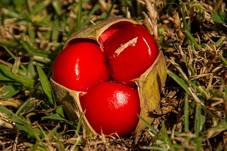 vermelho, frutas, bagas, tamarindo, tamarindo folha pequena, Diploglottis campbelli, três