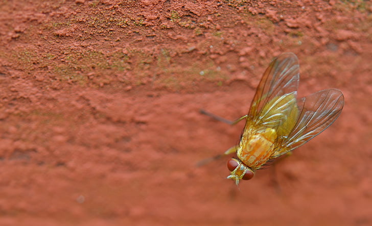 bug, tuvplāns, muša, kukainis, makro, savvaļā lidot, daba