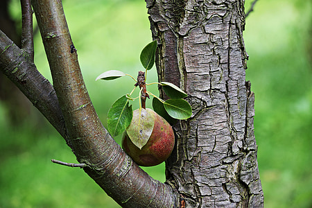 Pear, frutas, árvore, uma única peça de fruta, natureza, peras, comendo