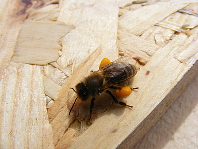 Бджола, біологічно активних, завантажено, Польща, доповнення, продукти харчування, напій