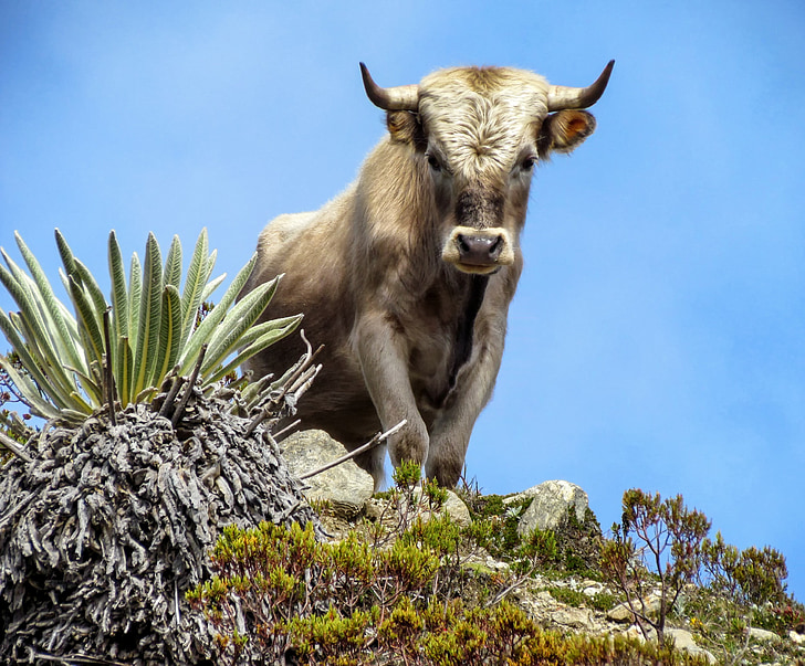 charolais, bull, cattle, sky, animal, hill, nature