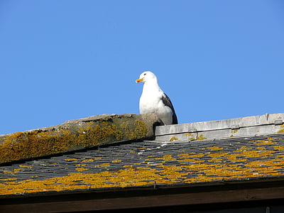 pájaro, techo, Mont saint michel, Francia, Seagull, animal, mar