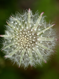 dandelion, close, roadside, seeds
