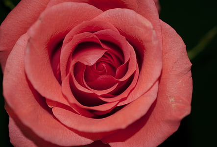 Rózsa, piros, virág, szerelem, romantika, romantikus, Valentin