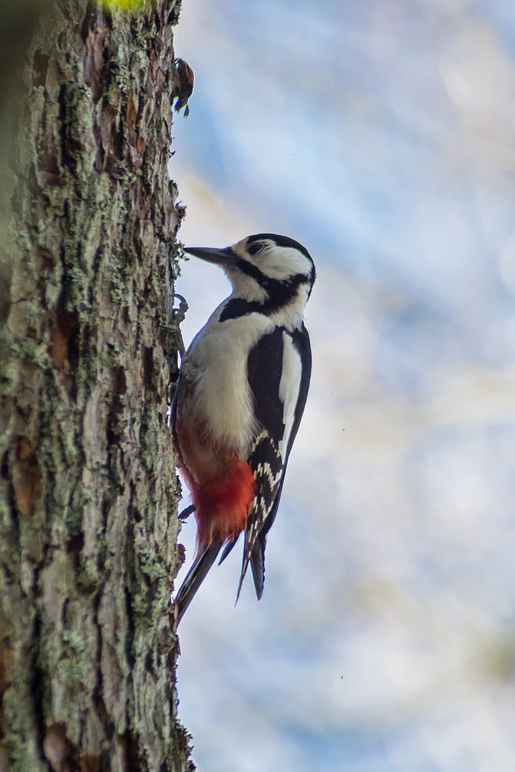 a great spotted woodpecker, woodpecker, bird, nature, nature photo