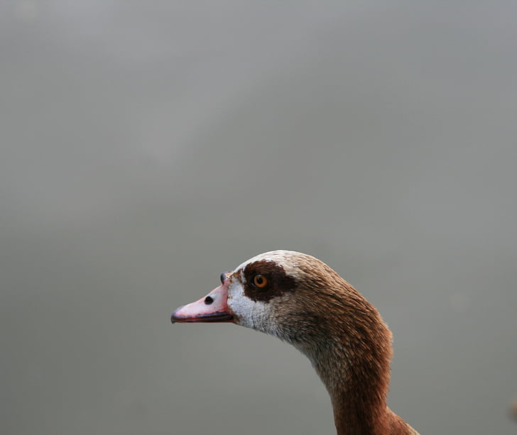 egyptian goose, goose, fowl, browns, buffs, eye-patch, brown