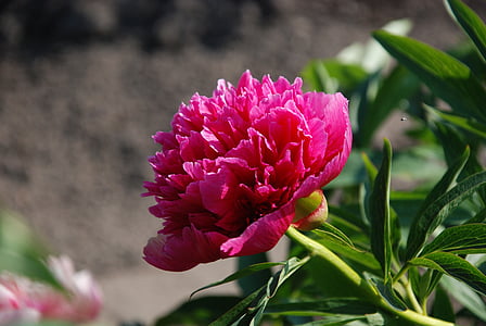 Blume, Rosa, Makro, Natur, Closeup, Sommer, rosa Blume
