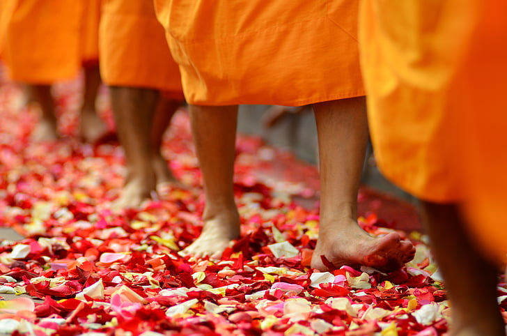 bouddhisme, moines, bouddhistes, à pied, pétales de rose, orange, robes de chambre