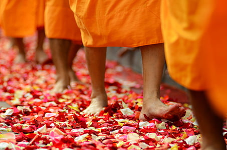 Буддизм, ченці, буддисти, ходьби, пелюстки троянд, помаранчевий, Халати