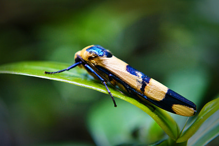 бабочка, трава бункера, красочные насекомых, Природа, лист, животное, Шри-Ланка