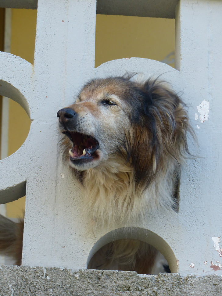 hond, blaffen, waakzaam, balkon balustrade