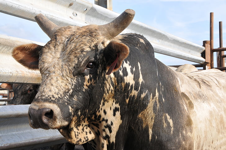Toro, Rodeo, bovino, mucca, animale, occidentale, Ranch