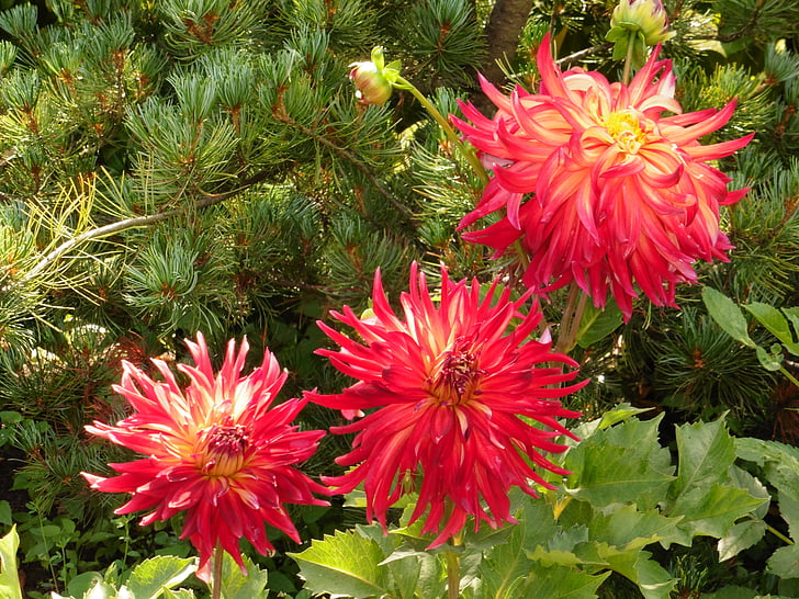 Dahlia, flor, rojo, jardín, otoño, naturaleza