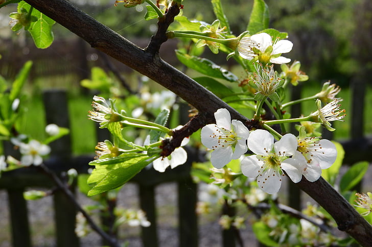 žydinčios japoniškos sakuros, vyšnių žiedai, balta gėlė, baltos gėlės, Linksmų vyšnia, žydinčių vyšnių, gegužės diena