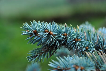 dværg blå fir, Fir, nåletræ, gren, nåle, blå Gran, natur