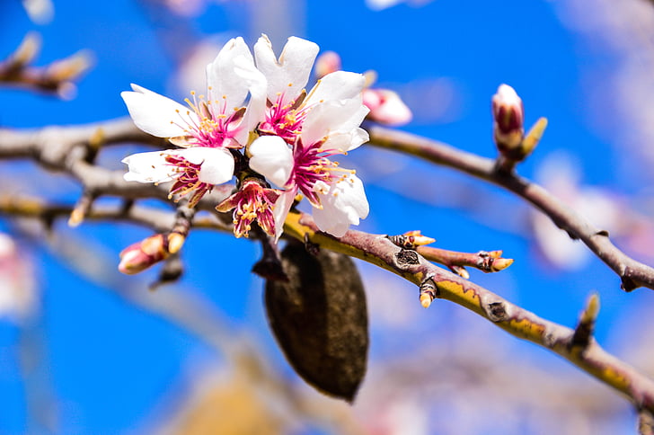 bunga, pohon almond, berbunga, alam, pohon, cabang, musim semi