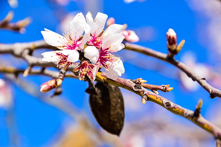 blomst, Almond tree, blomstrende, natur, treet, gren, våren