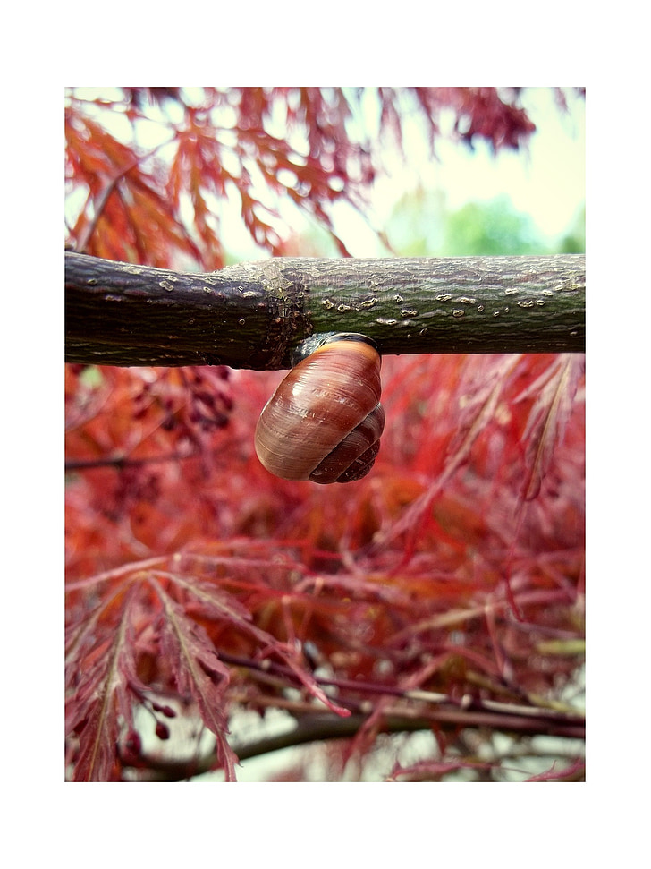 snail, branch, bush, red, nature, animal, summer