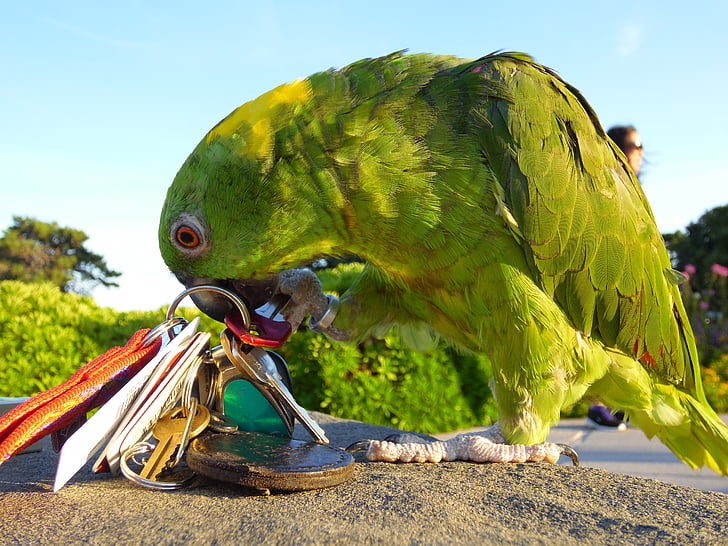 amazon, parrot, playing