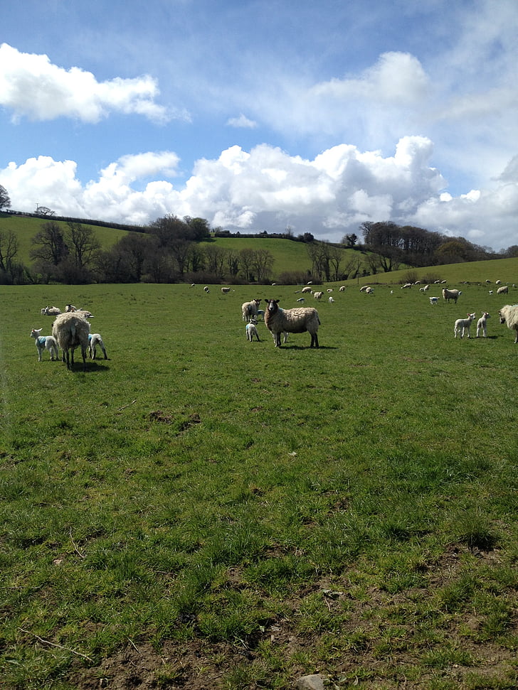 pecore, Devon, Sunshine