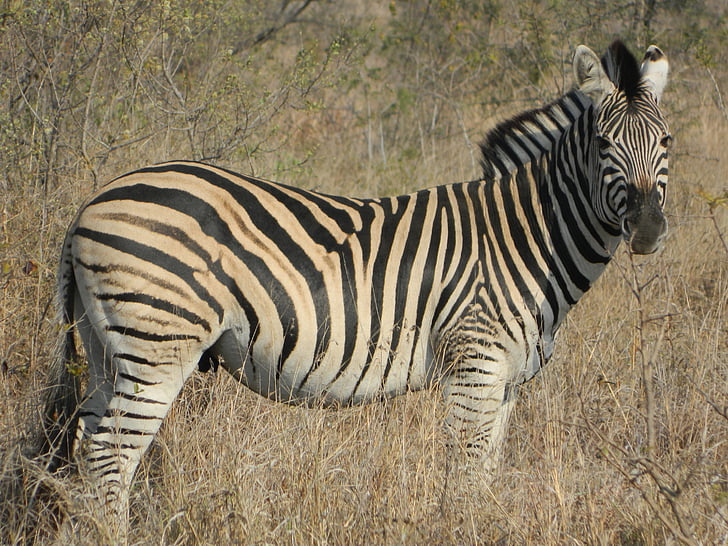 Zebra, Afrique du Sud, vie sauvage, savane, fourrure rayé, mammifère, animal