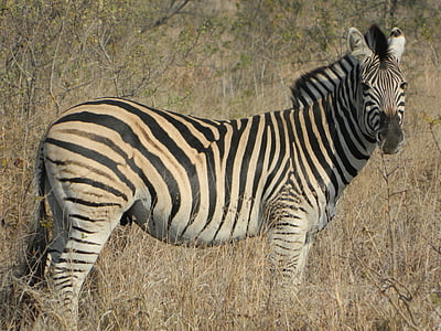 Zebra, Južná Afrika, Divoký život, Savannah, pruhované kožušiny, cicavec, zviera