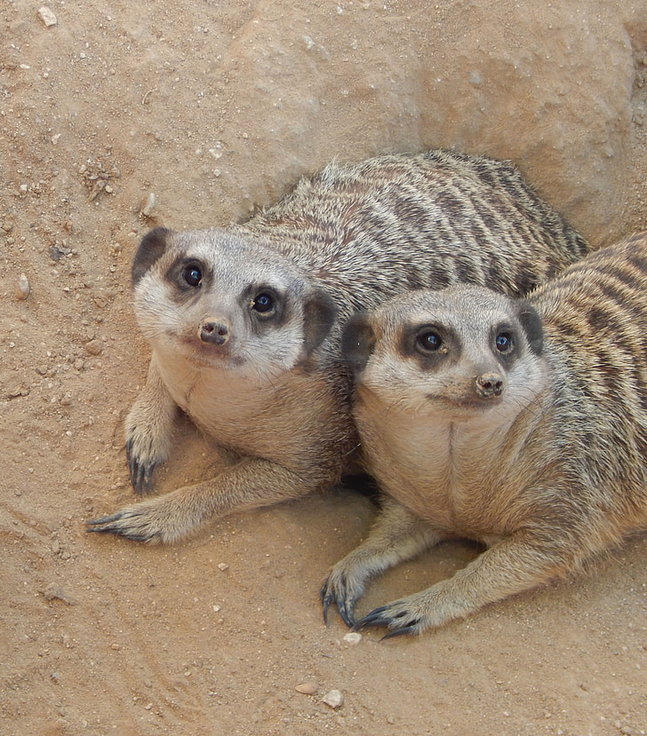 Meerkat, deux suricates, mammifère, sauvage, nature, faune, animal