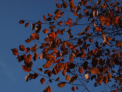 φύλλα, κόκκινο, το φθινόπωρο, χρωματισμός, αίμα δαμάσκηνο, κόκκινο φύλλο, Κερασοδαμασκηνιά