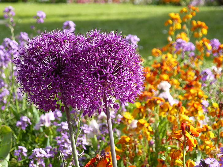 fleurs, Alium, violet