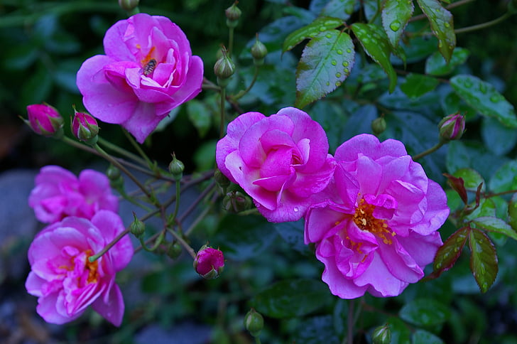 steg, Pink rose, duftende rose, rosenhaven, Blossom, Bloom, Rosen blomstrer