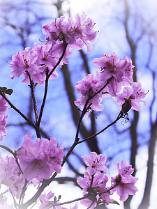 blomster, Bush, forår, Pink, blå, blütenmeer, natur