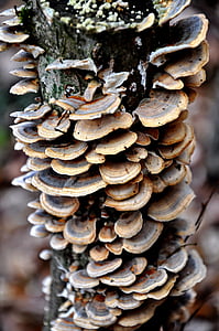 tinder fungus, forest, nature