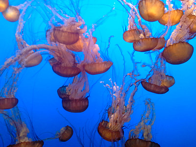 meduse, tentacoli, veleno, sott'acqua, Acquario, Acquario di Monterey bay, incandescente