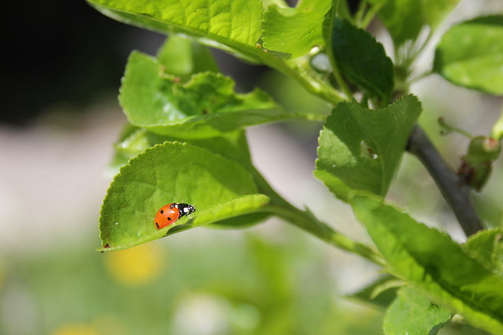 of god, ladybug, greens
