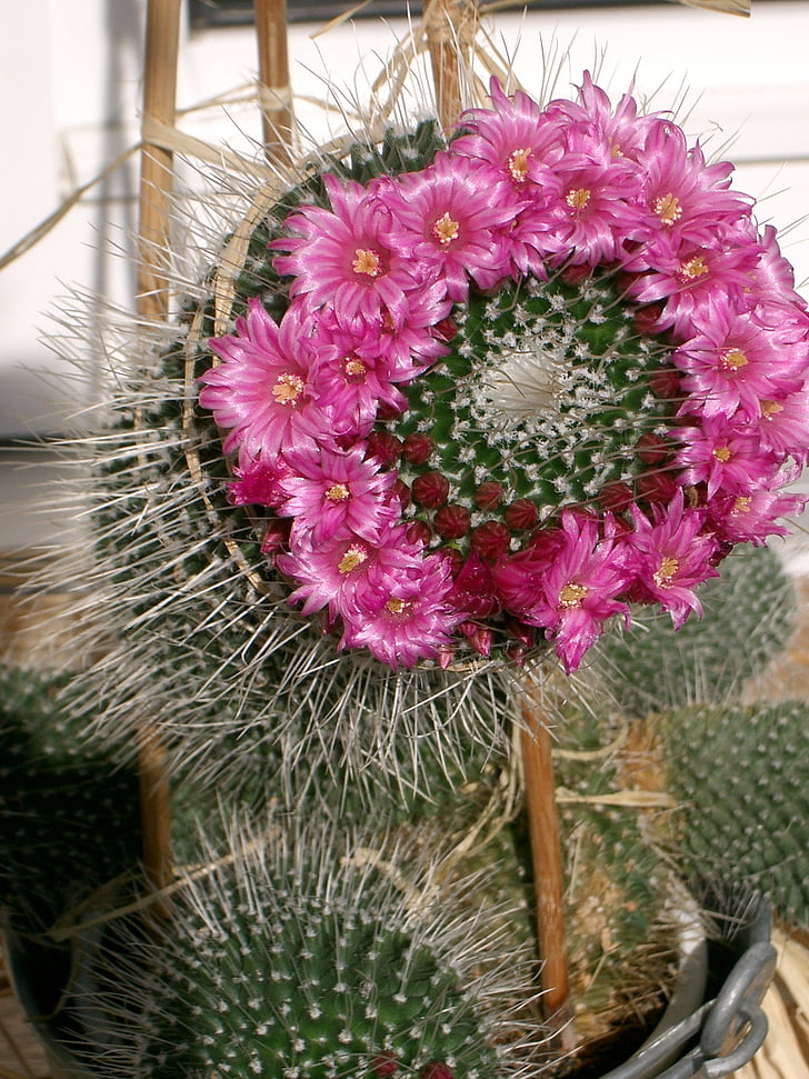 cactus, flores, hermosa, flor de cactus