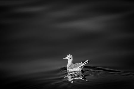 bird, beak, feather, animal, swim, dark, black and white