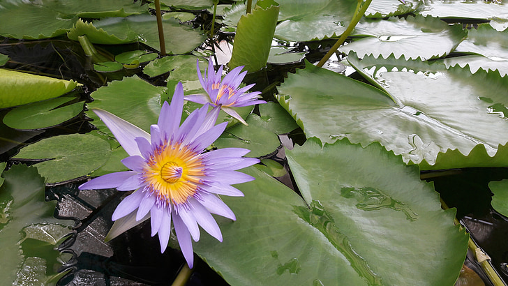Waterlily, fiore, acqua, fiore dell'acqua, Giglio di acqua viola, Flora