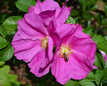 pruhovaný longhorn chrobáka v rose, hmyzu, opeľovač, zviera, Fauna, rugosa rose, rastlín