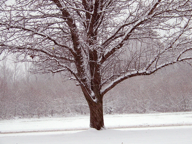 bomen, sneeuw, Kerst, xmas, winter, seizoen, koude