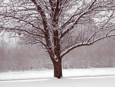 árvores, neve, Natal, Xmas, Inverno, temporada, frio
