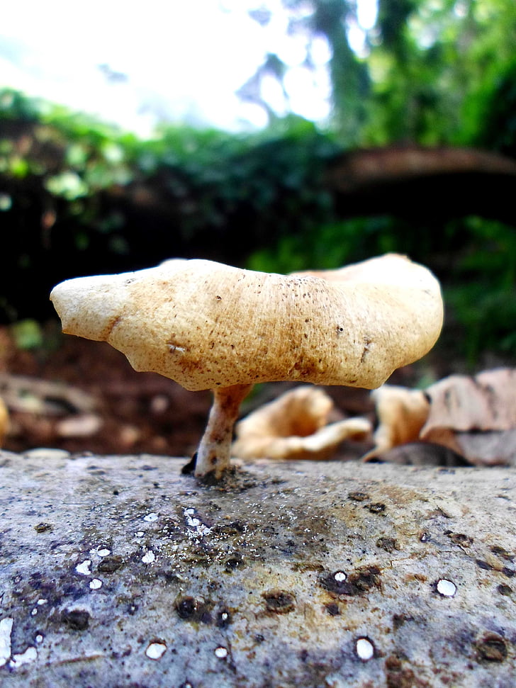 houby, detail, houby, houby, Příroda, surový, přírodní