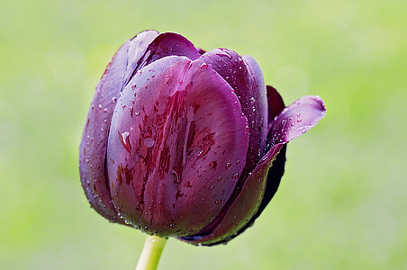 tulip, flower, blossom, bloom, violet, beautiful, wet
