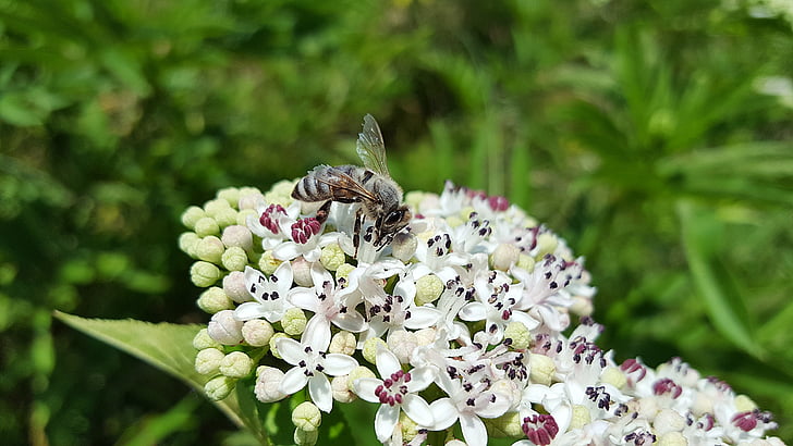 Arı, Bal arısı, anthophila, böcek, polen, toplamak, Sambucus ebulus