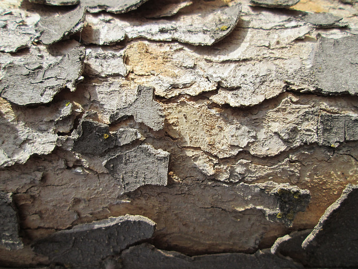 Tree bark, bark, træ, tekstur, natur, vegetation, baggrund