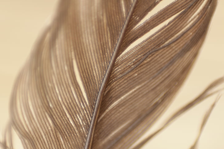 closeup, photo, brown, feather, feathers, plumage, texture