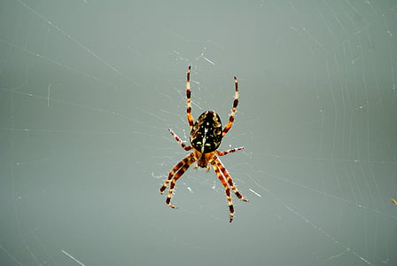 spider, cobweb, nature, insect, arachnid, network, macro